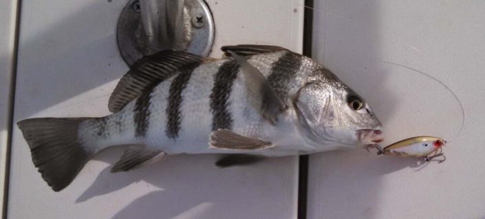 NX Fishing Charters &bull; Topsail - Wrightsville - Carolina Beaches