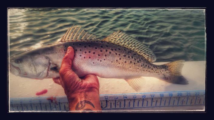NX Fishing Charters &bull; Topsail - Wrightsville - Carolina Beaches