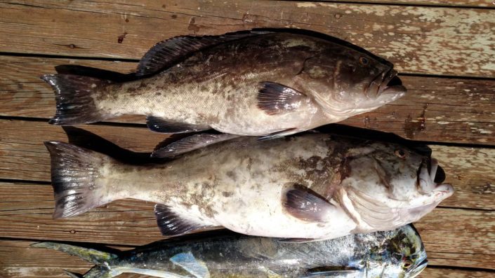 NX Fishing Charters &bull; Topsail - Wrightsville - Carolina Beaches