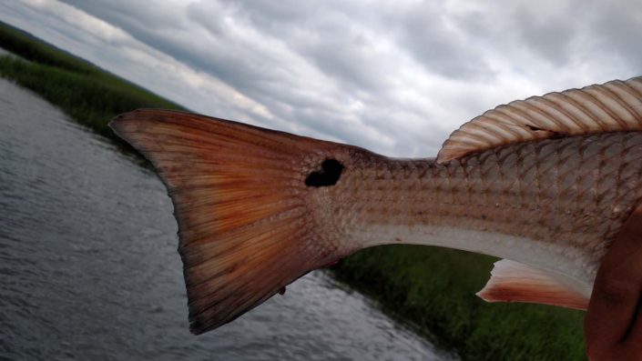 NX Fishing Charters &bull; Topsail - Wrightsville - Carolina Beaches