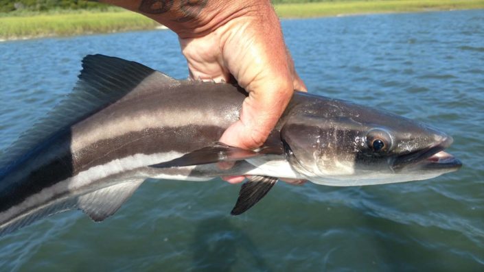 NX Fishing Charters &bull; Topsail - Wrightsville - Carolina Beaches