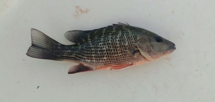 NX Fishing Charters &bull; Topsail - Wrightsville - Carolina Beaches