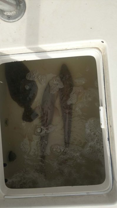 NX Fishing Charters &bull; Topsail - Wrightsville - Carolina Beaches