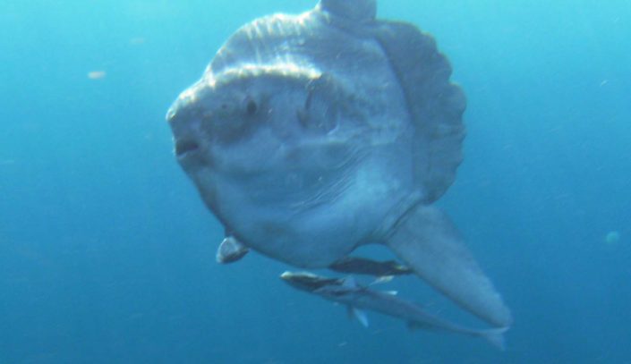 NX Fishing Charters &bull; Topsail - Wrightsville - Carolina Beaches