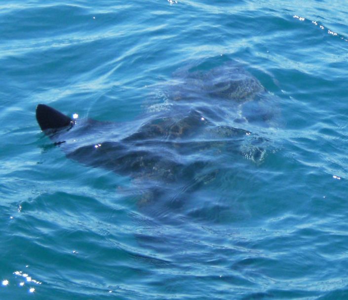 NX Fishing Charters &bull; Topsail - Wrightsville - Carolina Beaches