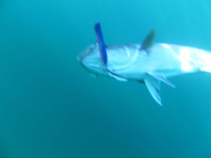 NX Fishing Charters &bull; Topsail - Wrightsville - Carolina Beaches