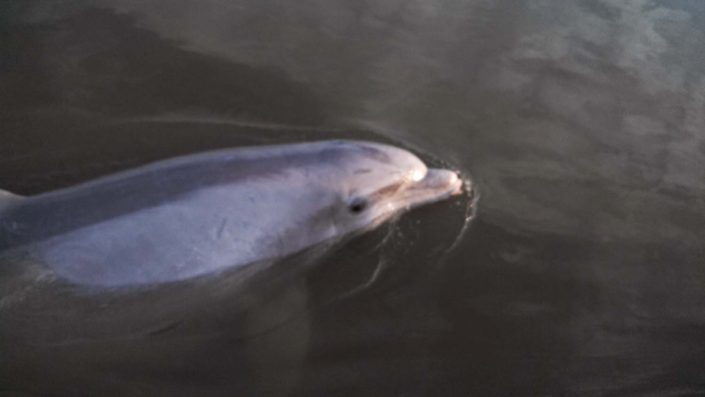 NX Fishing Charters &bull; Topsail - Wrightsville - Carolina Beaches