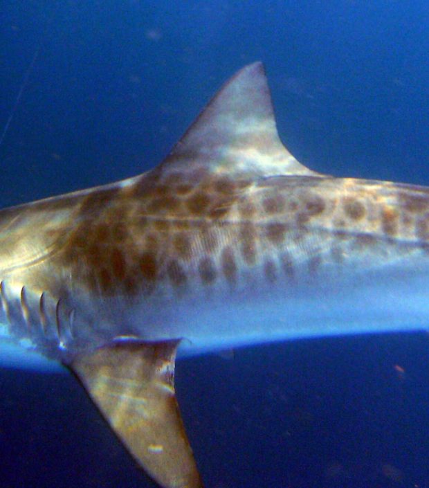 NX Fishing Charters &bull; Topsail - Wrightsville - Carolina Beaches