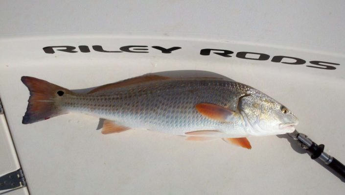NX Fishing Charters &bull; Topsail - Wrightsville - Carolina Beaches