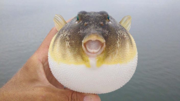 NX Fishing Charters &bull; Topsail - Wrightsville - Carolina Beaches