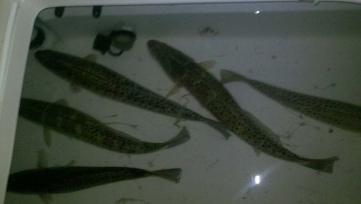 NX Fishing Charters &bull; Topsail - Wrightsville - Carolina Beaches