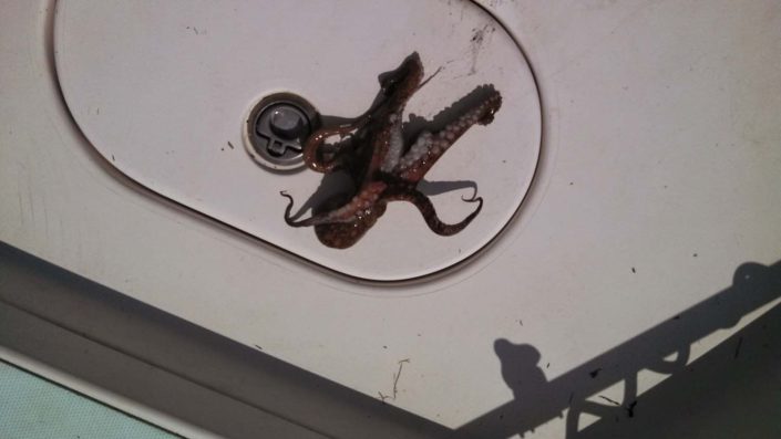 NX Fishing Charters &bull; Topsail - Wrightsville - Carolina Beaches