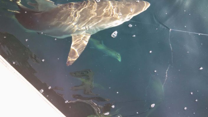 NX Fishing Charters &bull; Topsail - Wrightsville - Carolina Beaches