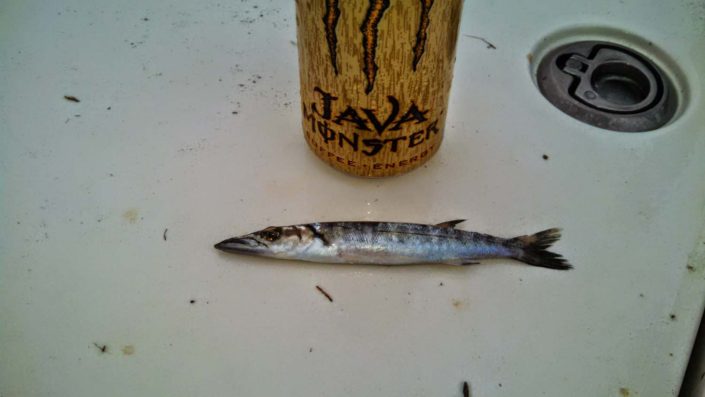 NX Fishing Charters &bull; Topsail - Wrightsville - Carolina Beaches