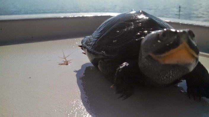 NX Fishing Charters &bull; Topsail - Wrightsville - Carolina Beaches
