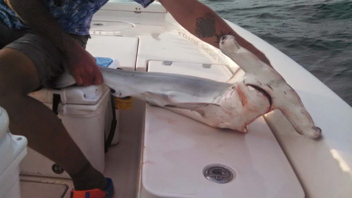 NX Fishing Charters &bull; Topsail - Wrightsville - Carolina Beaches