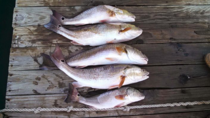 NX Fishing Charters &bull; Topsail - Wrightsville - Carolina Beaches