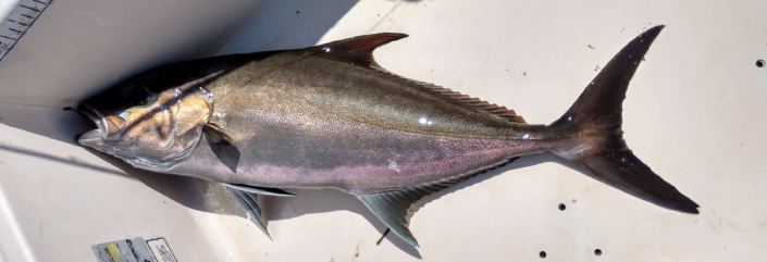 NX Fishing Charters &bull; Topsail - Wrightsville - Carolina Beaches